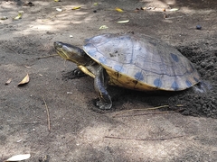 Trachemys grayi grayi