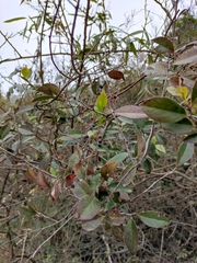 Smilax glabra
