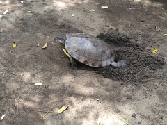 Trachemys grayi grayi
