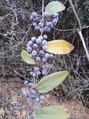 Smilax glabra