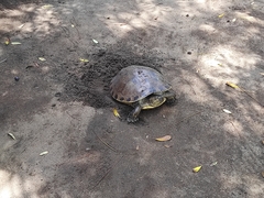 Trachemys grayi grayi