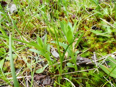 Sericocarpus rigidus