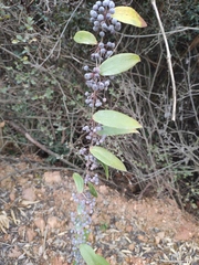Smilax glabra