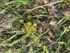 Lomatium foeniculaceum