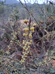 Litsea cubeba