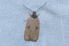 Agonopterix subpropinquella