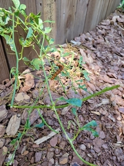 Passiflora incarnata × cincinnata