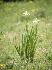 Iris orientalis