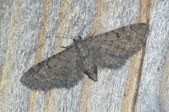 Eupithecia massiliata