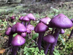 Cortinarius magellanicus