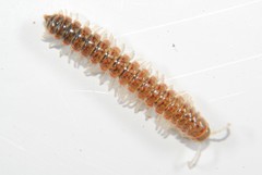 Eurymerodesmus varius varius