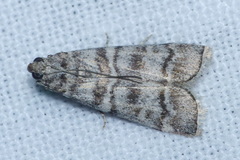 Dioryctria mendacella