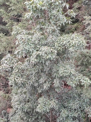 Lindera megaphylla