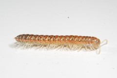Eurymerodesmus varius varius