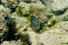 Omobranchus anolius