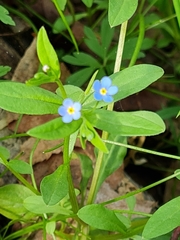 Memoremea scorpioides