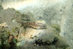 Redigobius macrostoma
