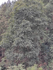 Lindera megaphylla