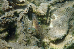 Redigobius macrostoma