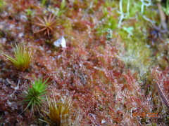 Jungermannia rubra
