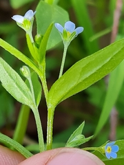 Memoremea scorpioides