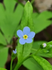 Memoremea scorpioides