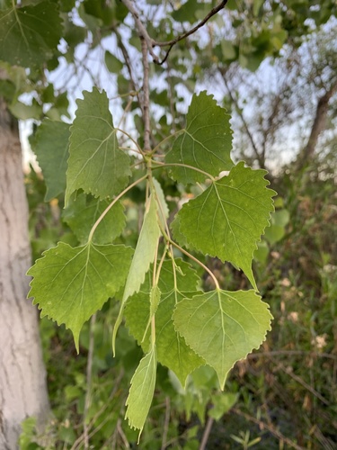 iNaturalist observation photo of Frémont Cottonwood