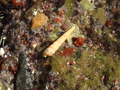 Terebra