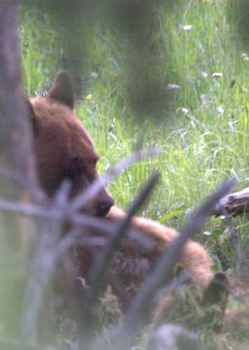 American Black Bear photographed in Wyoming