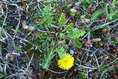 Taraxacum parnassicum