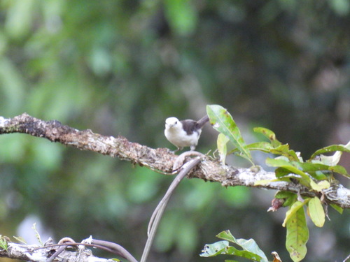 White-headed Wren (Campylorhynchus albobrunneus), photo 9