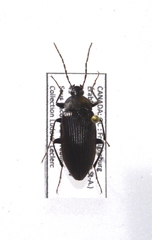 Capnochroa fuliginosa