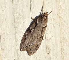 Semioscopis steinkellneriana
