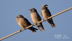 Ashy Woodswallow photo 3