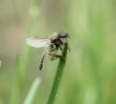 Bibio femoralis