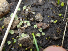Riccia beyrichiana