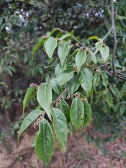 Symplocos sumuntia