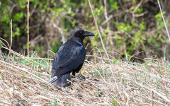 Corvus corax