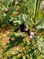 Bombus pauloensis