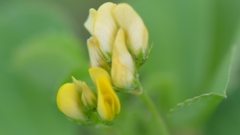 Medicago polymorpha