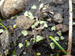 Riccia beyrichiana
