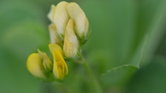 Medicago polymorpha