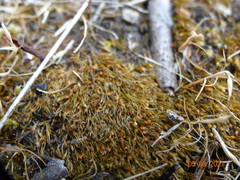 Pleuridium acuminatum