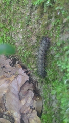Hemileuca maia