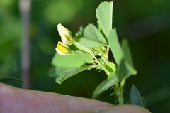 Medicago polymorpha
