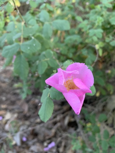 iNaturalist observation photo of California Wild Rose