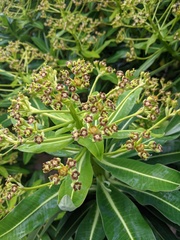 Euphorbia mellifera