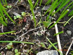Riccia beyrichiana