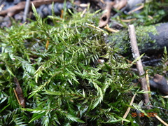 Fontinalis neomexicana