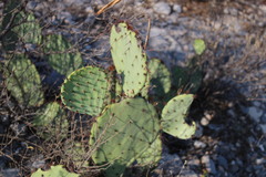 Opuntia dulcis